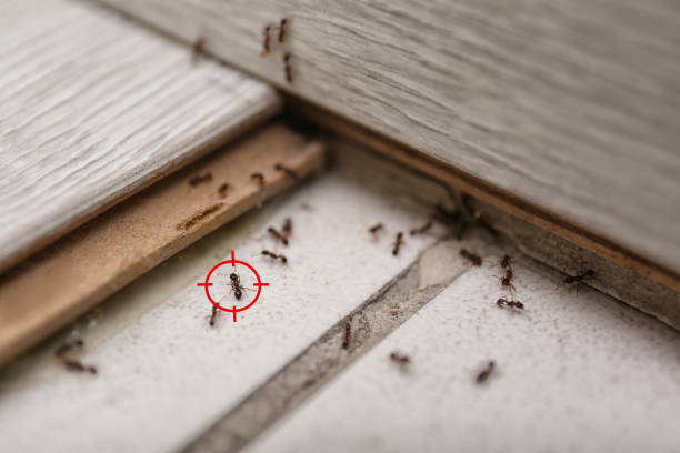 Wasp Removal Services in Great Notch, NJ